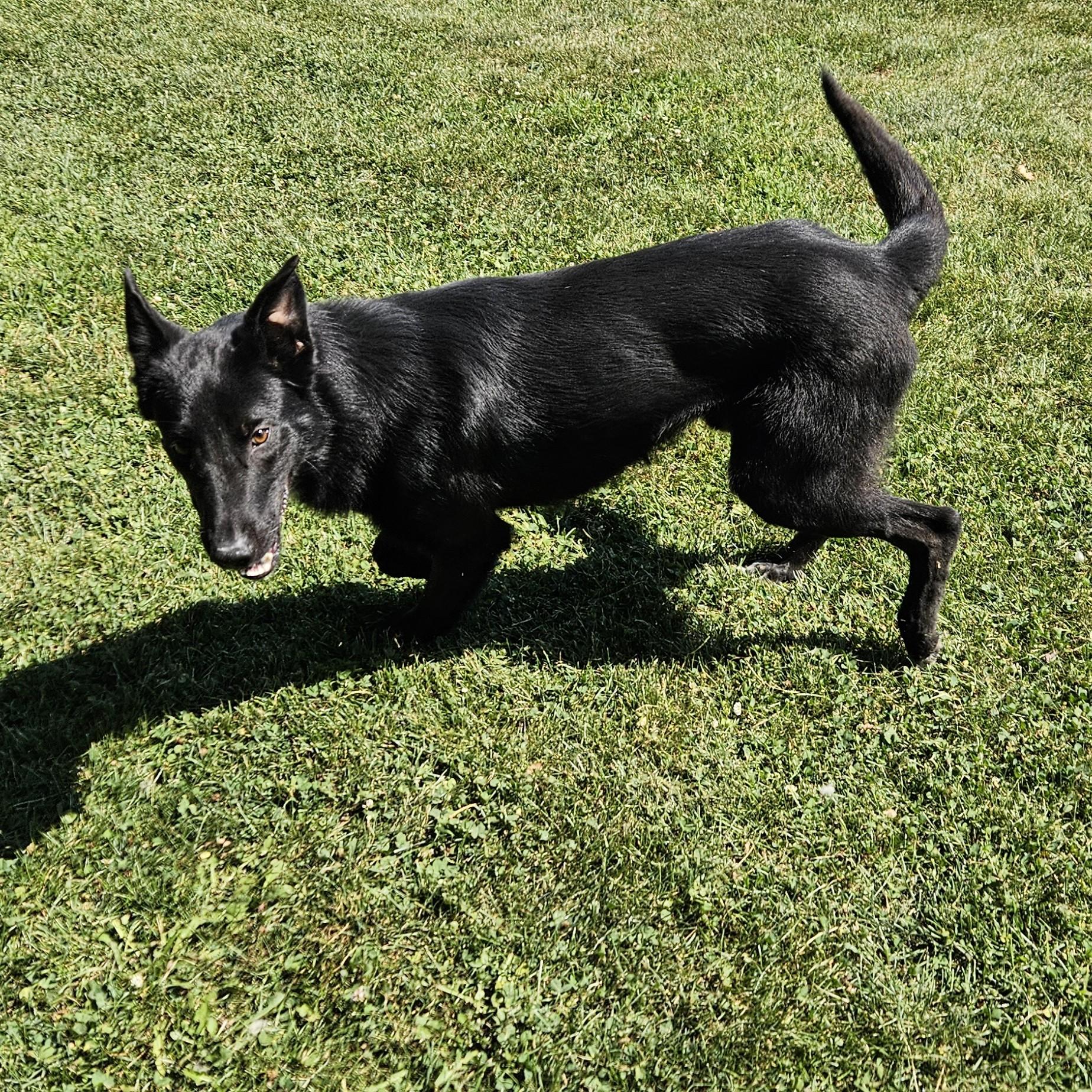 Cusco, an adopted mixed breed in Benton Harbor, MI image 3/6