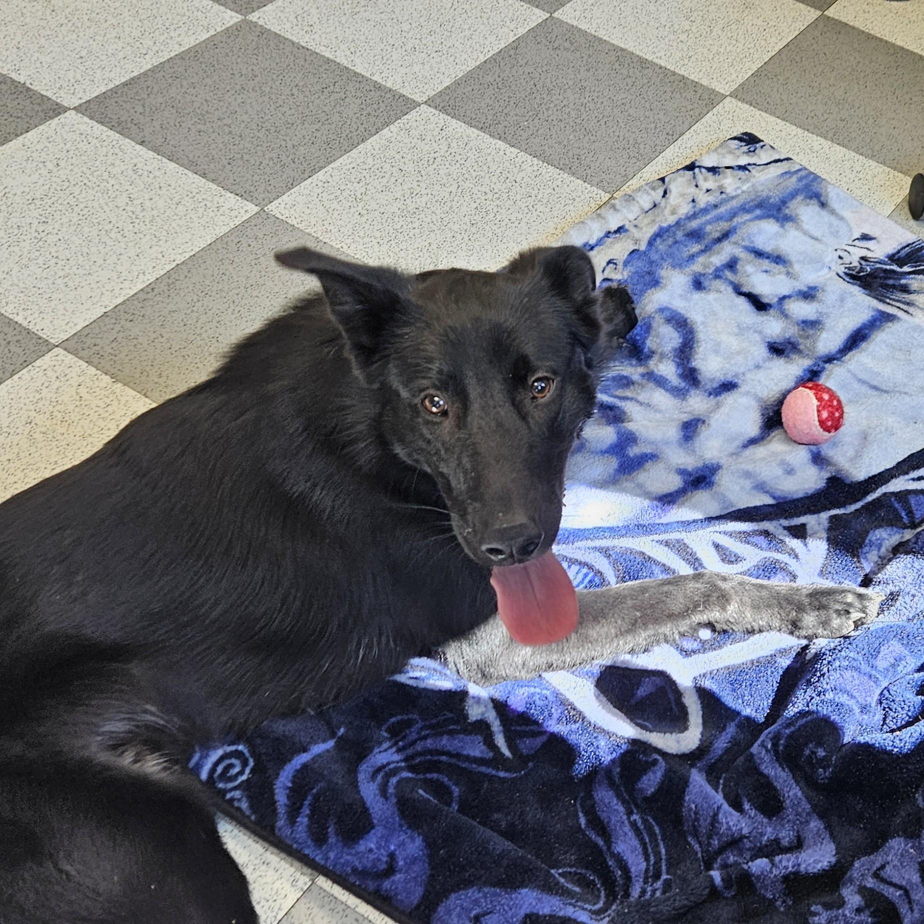Cusco, an adopted mixed breed in Benton Harbor, MI image 5/6