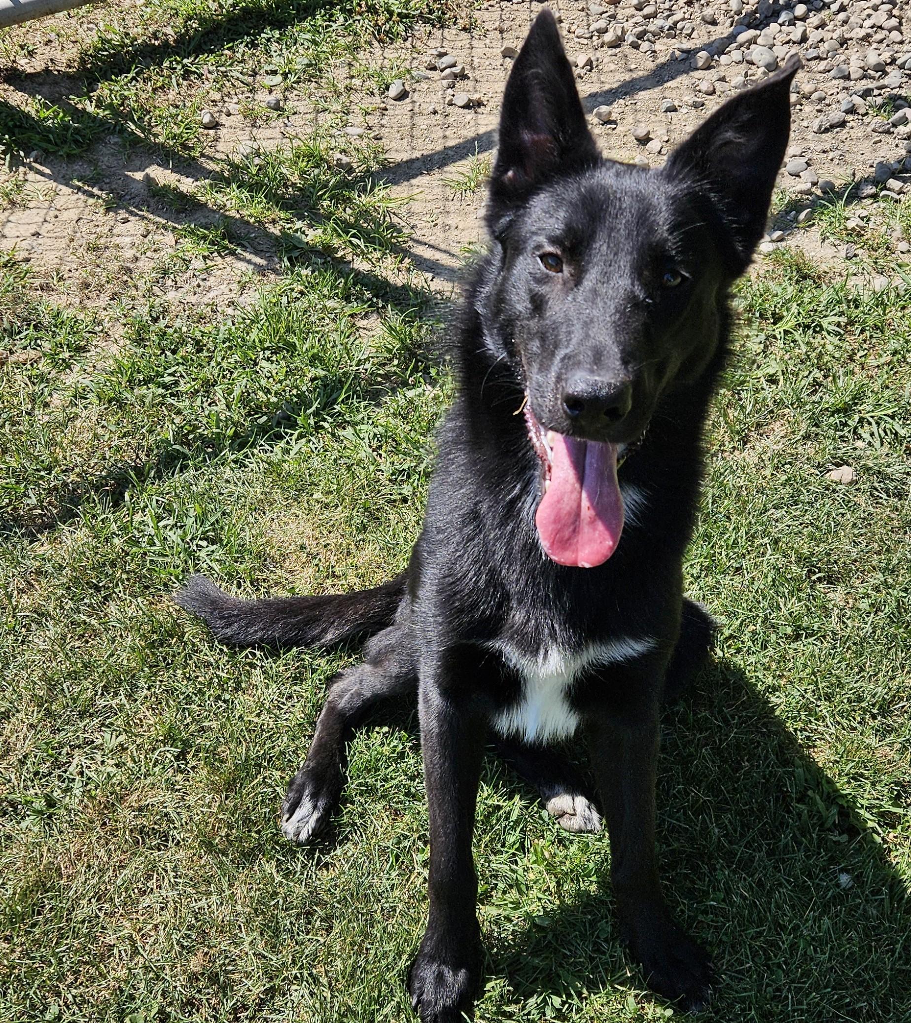 Cusco, an adopted mixed breed in Benton Harbor, MI image 1/6