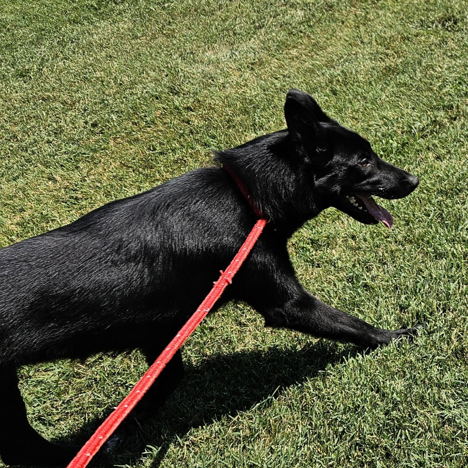 Cusco, an adopted mixed breed in Benton Harbor, MI image 6/6
