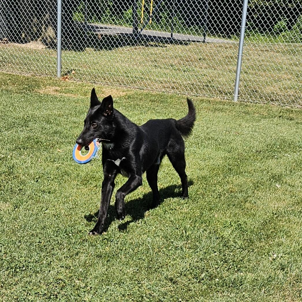 Cusco, an adopted mixed breed in Benton Harbor, MI image 4/6