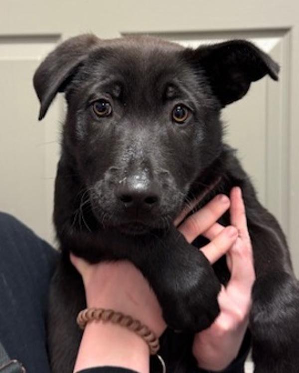 Enlarge Clea, a Adoptable mixed breed in Littleton, CO image 1/1