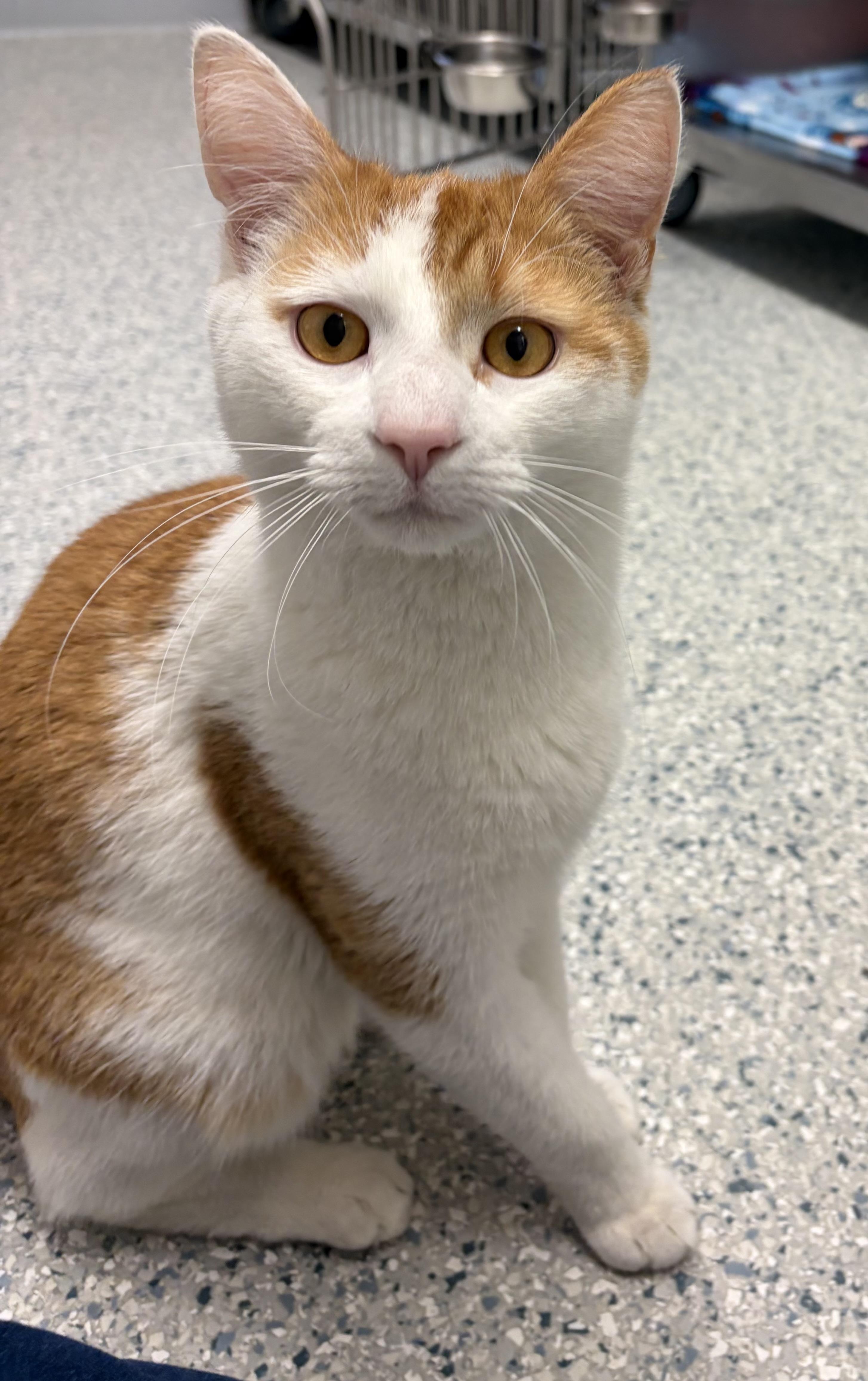 Enlarge Munchkin, an adopted American Shorthair in Scituate, MA image 2/2