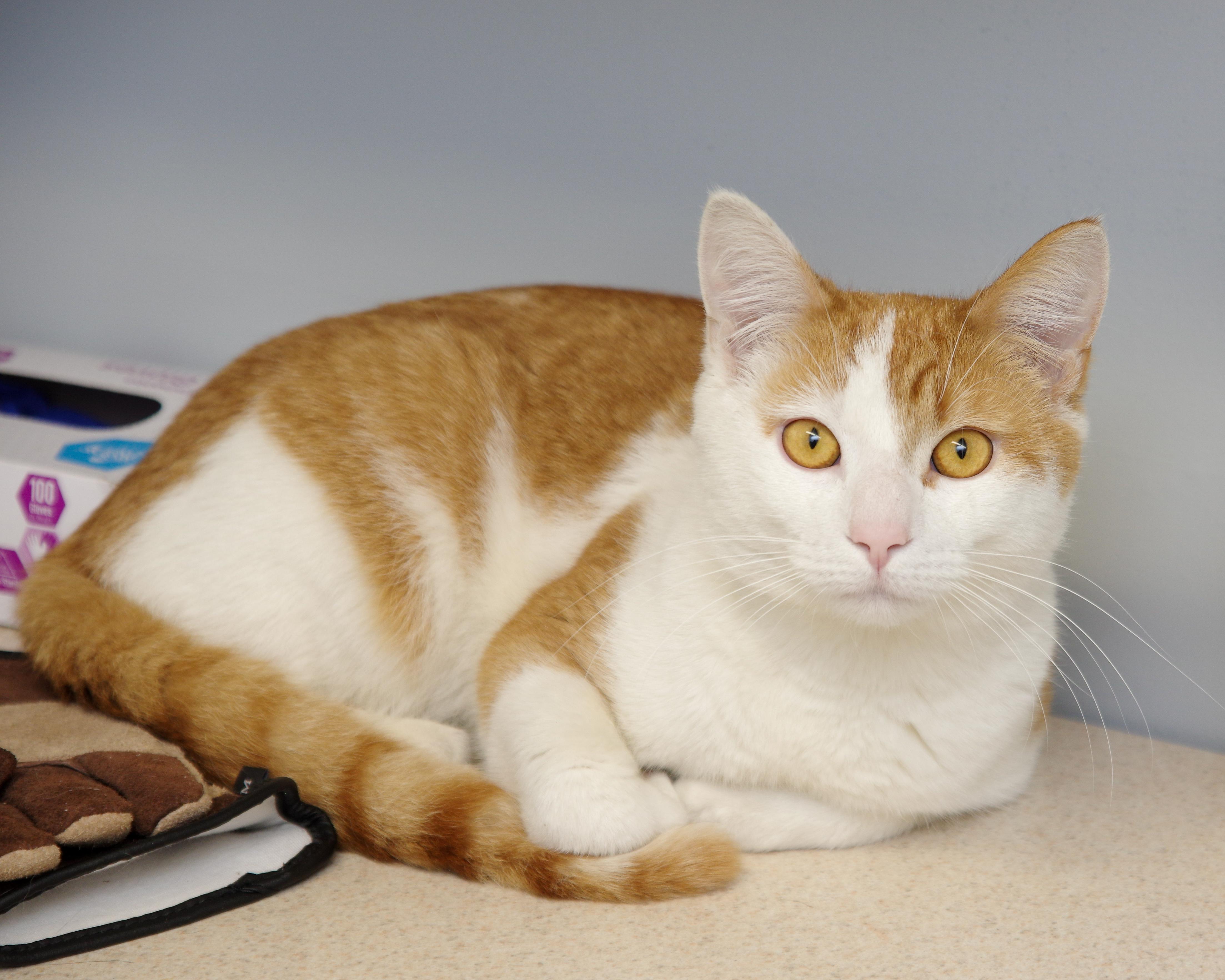 Enlarge Munchkin, an adopted American Shorthair in Scituate, MA image 1/2