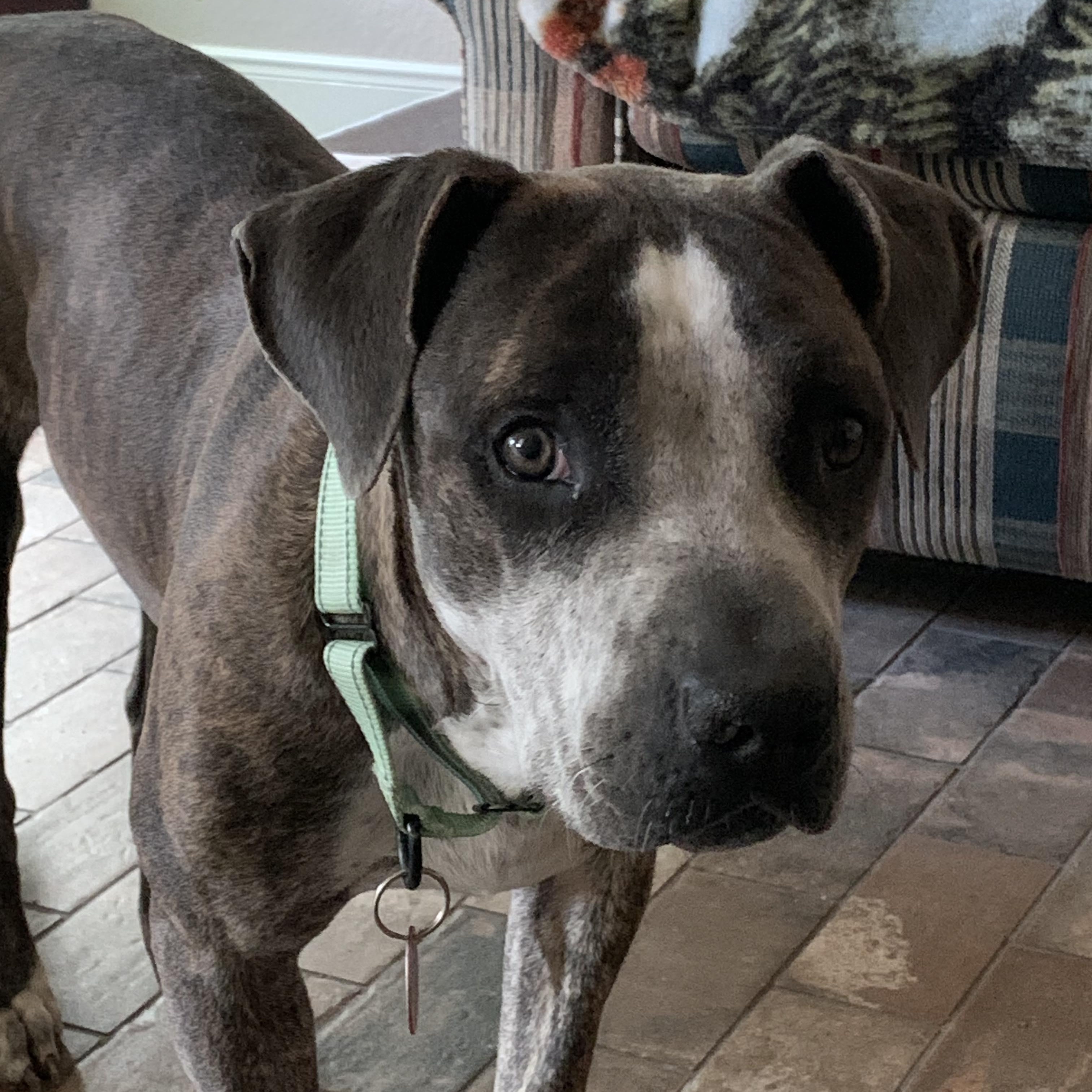 Granger, a Adoptable mixed breed in San Antonio , TX image 4/6
