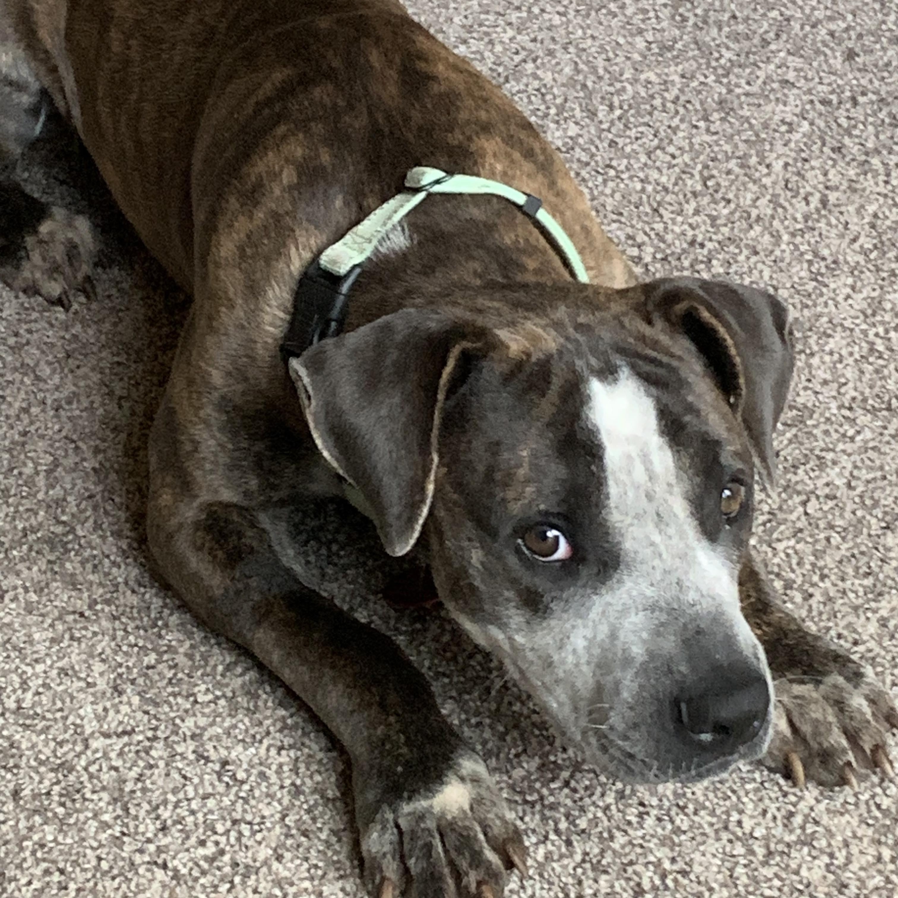 Granger, a Adoptable mixed breed in San Antonio , TX image 1/6