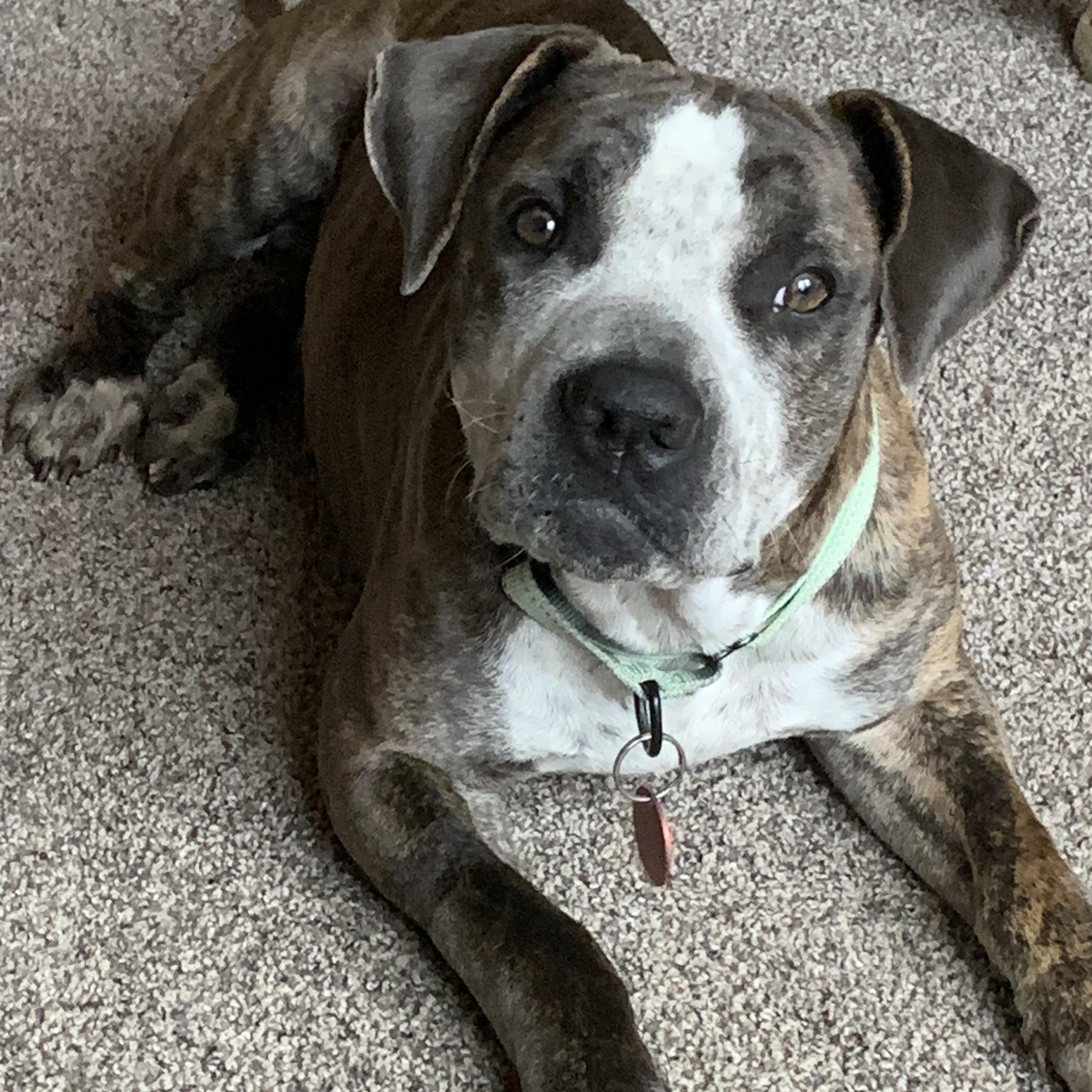 Granger, a Adoptable mixed breed in San Antonio , TX image 2/6