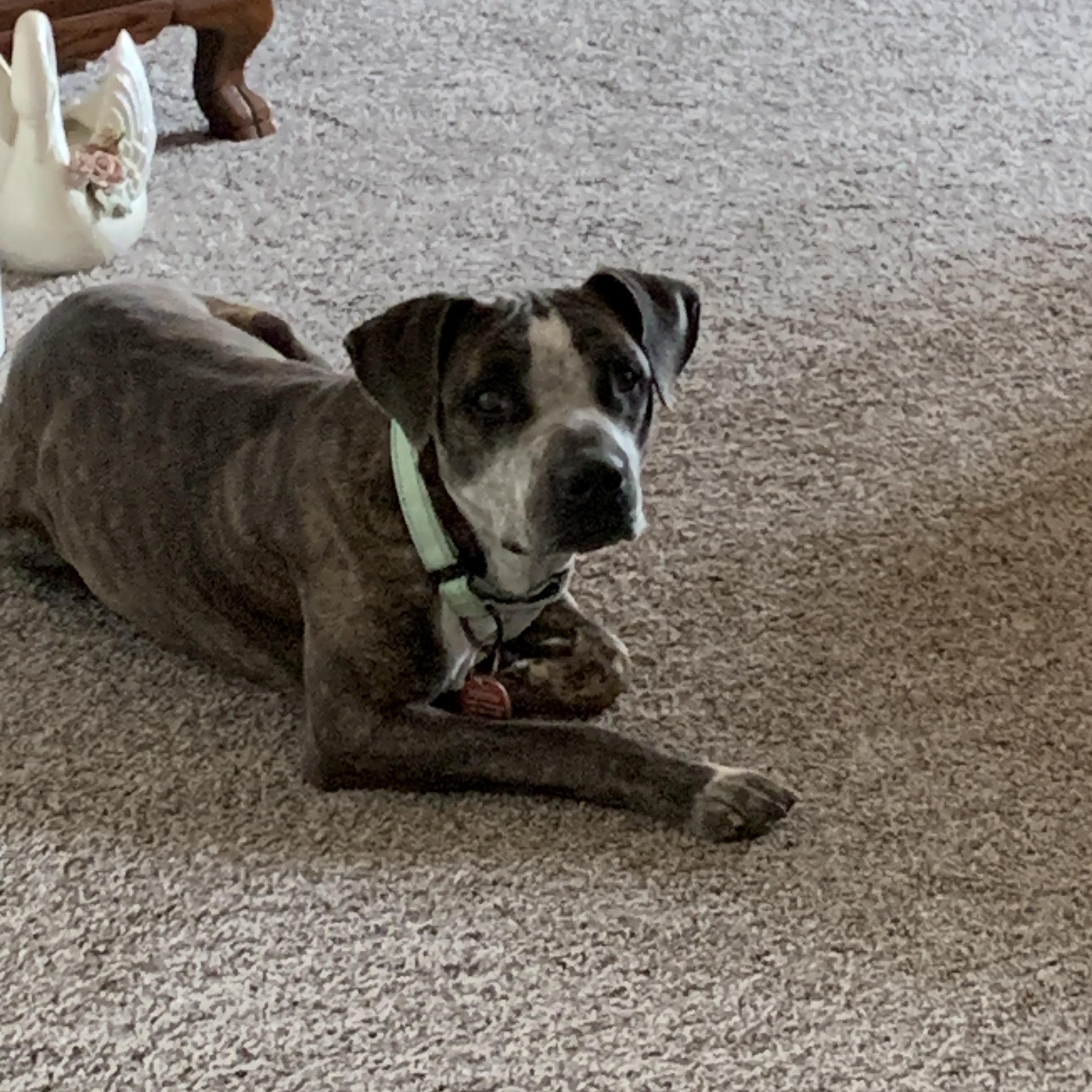 Granger, a Adoptable mixed breed in San Antonio , TX image 5/6