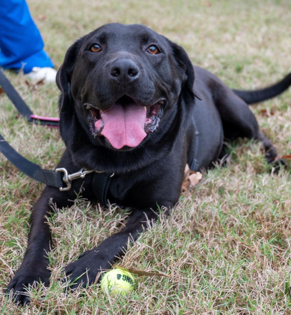 Halsey, Adoptable, Young Female Labrador Retriever.