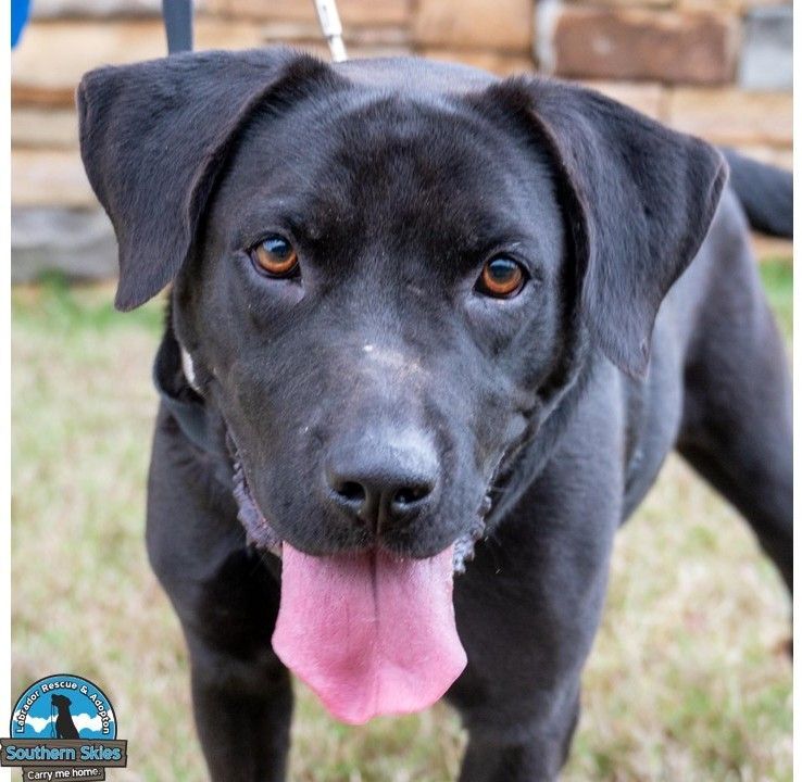 Halsey, a Adoptable Labrador Retriever in Grant, AL image 2/5