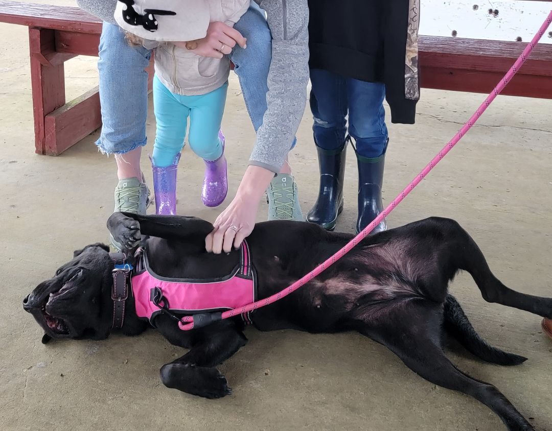 Halsey, a Adoptable Labrador Retriever in Grant, AL image 3/5