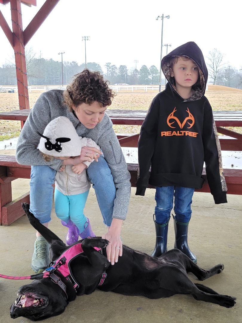 Halsey, a Adoptable Labrador Retriever in Grant, AL image 4/5