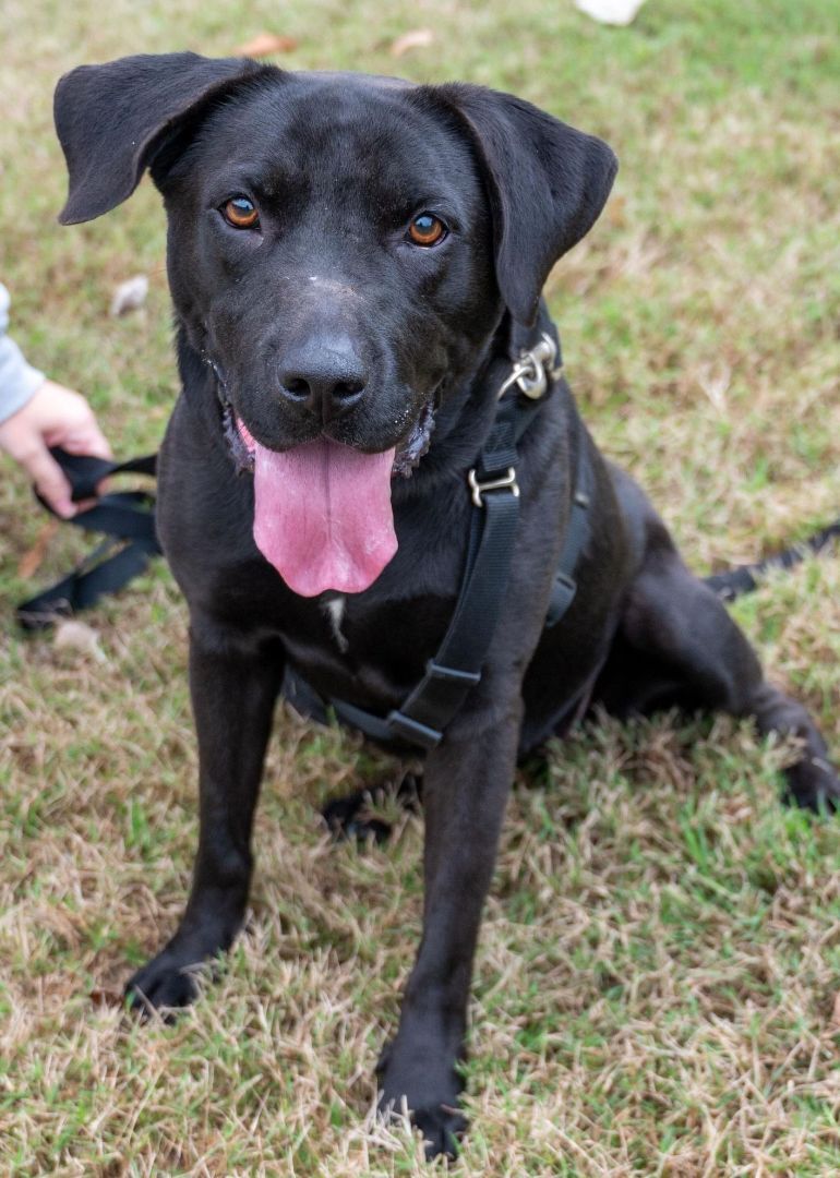 Halsey, a Adoptable Labrador Retriever in Grant, AL image 5/5