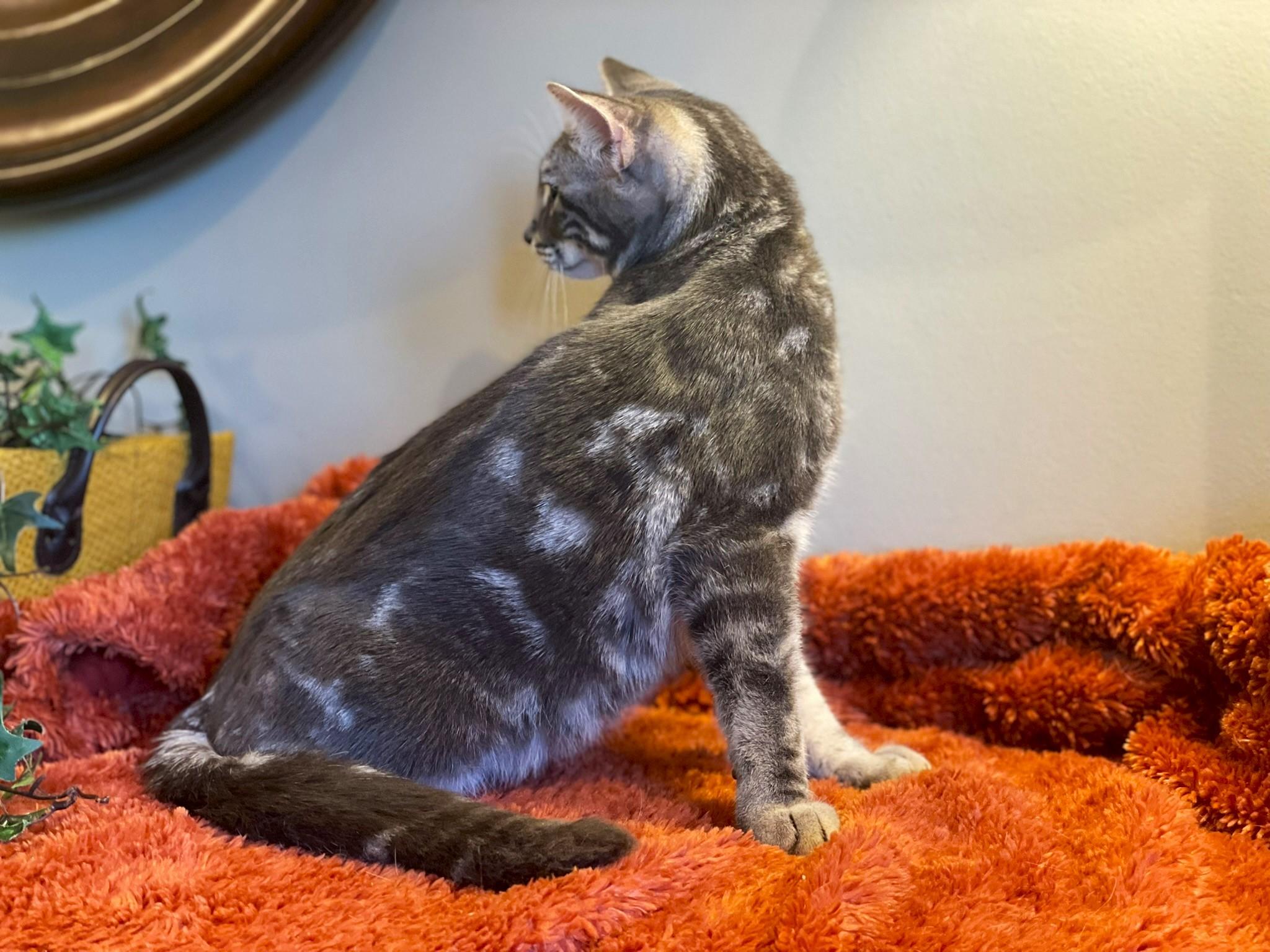 Gray, a Adoptable Tabby in Taylor, MI image 2/6