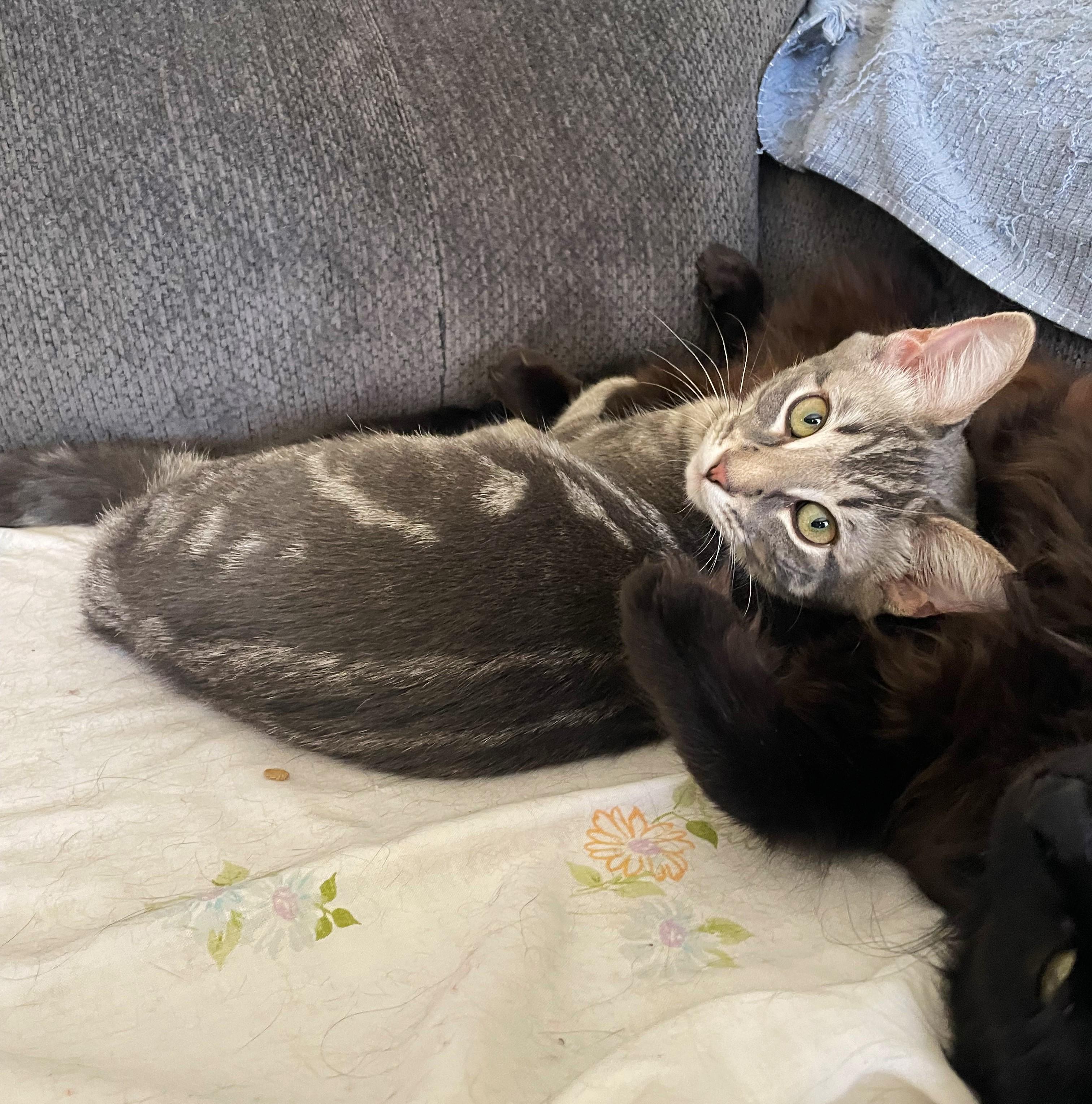 Gray, a Adoptable Tabby in Taylor, MI image 3/6