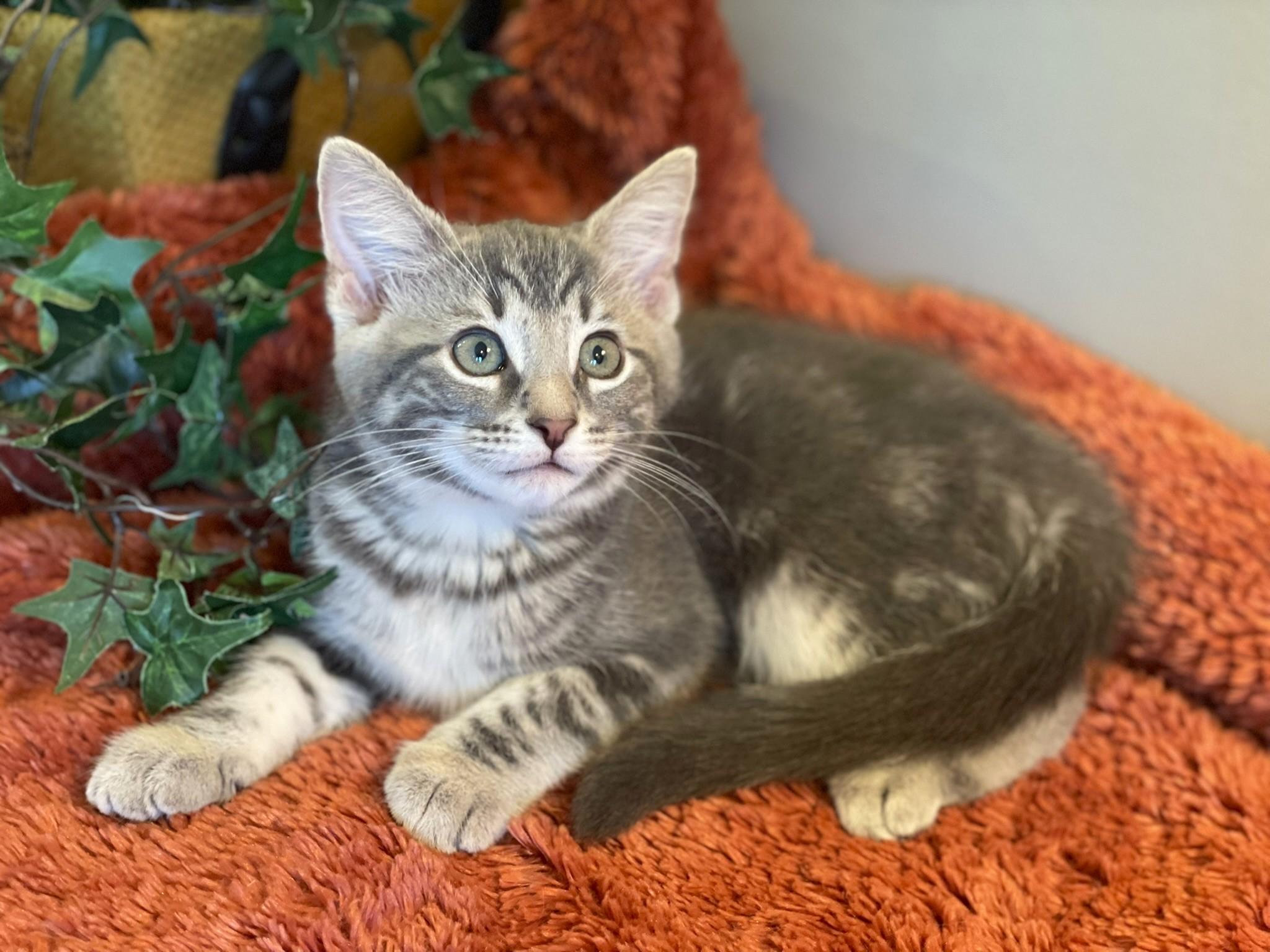 Gray, Adoptable, Young Female Tabby.