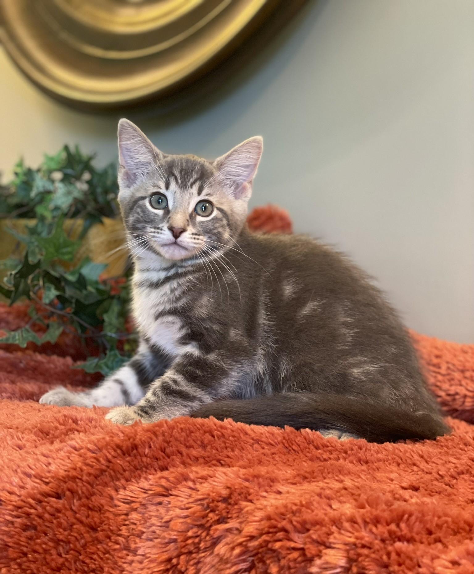 Gray, a Adoptable Tabby in Taylor, MI image 6/6