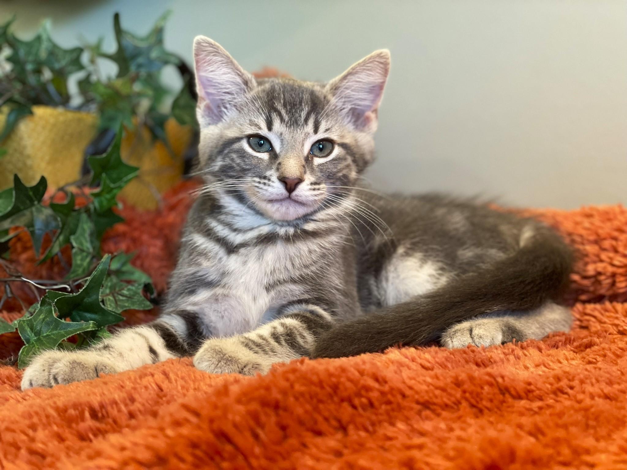 Gray, a Adoptable Tabby in Taylor, MI image 4/6