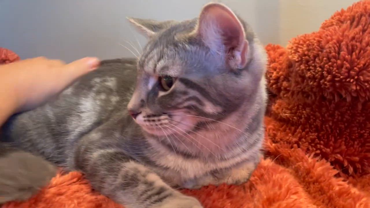 Enlarge Gray, a Adoptable Tabby in Taylor, MI video 5/6