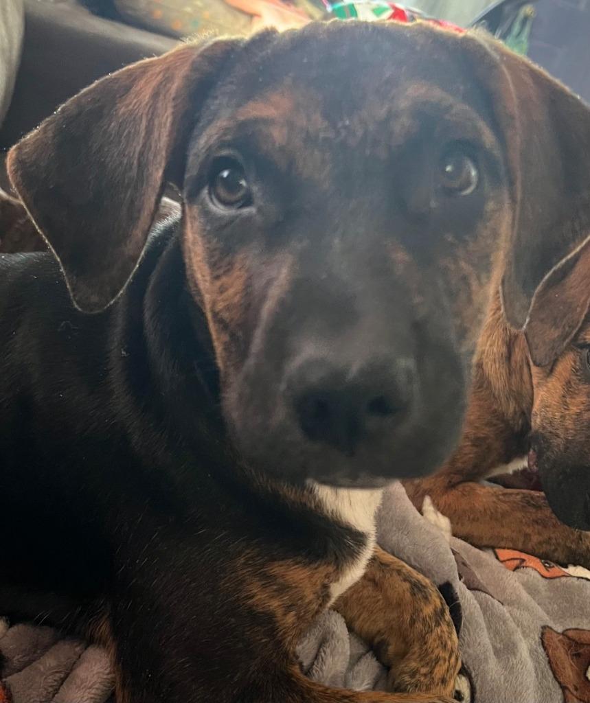 Andy, Adoptable, Puppy Male Shepherd & Terrier.