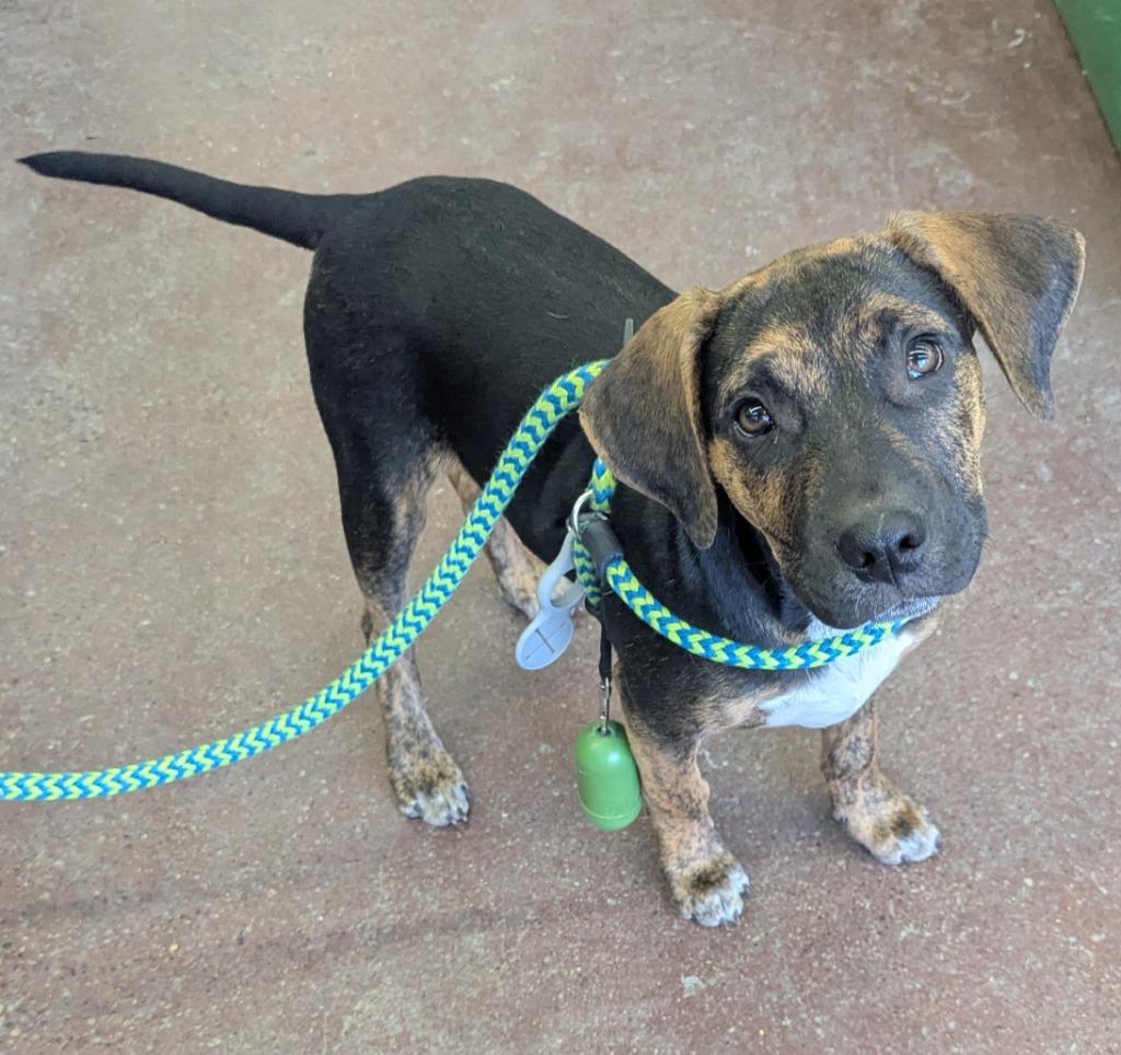 Enlarge Andy, a Adoptable mixed breed in Johnston, IA image 2/3