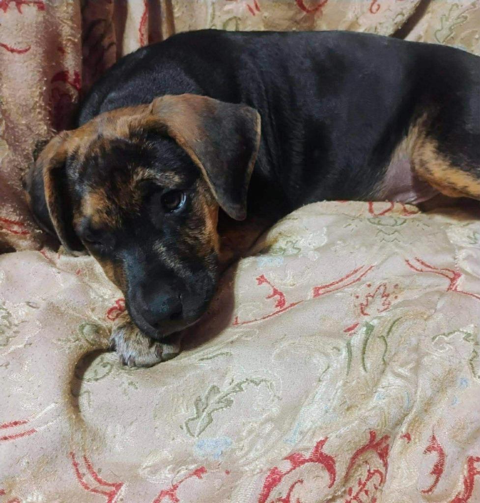 Enlarge Andy, a Adoptable mixed breed in Johnston, IA image 3/3