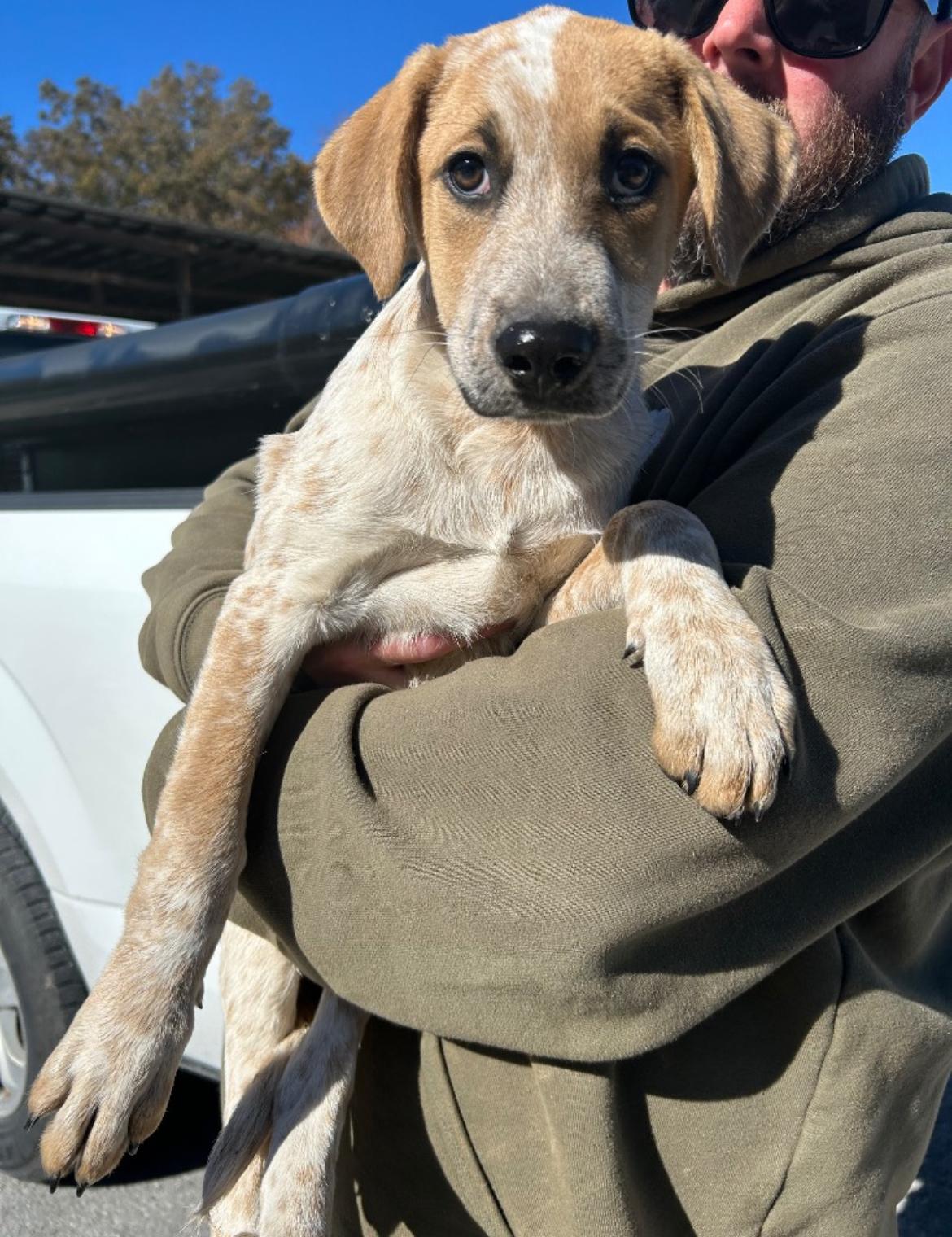 Nougat, Adoptable, Young Female Australian Cattle Dog / Blue Heeler.