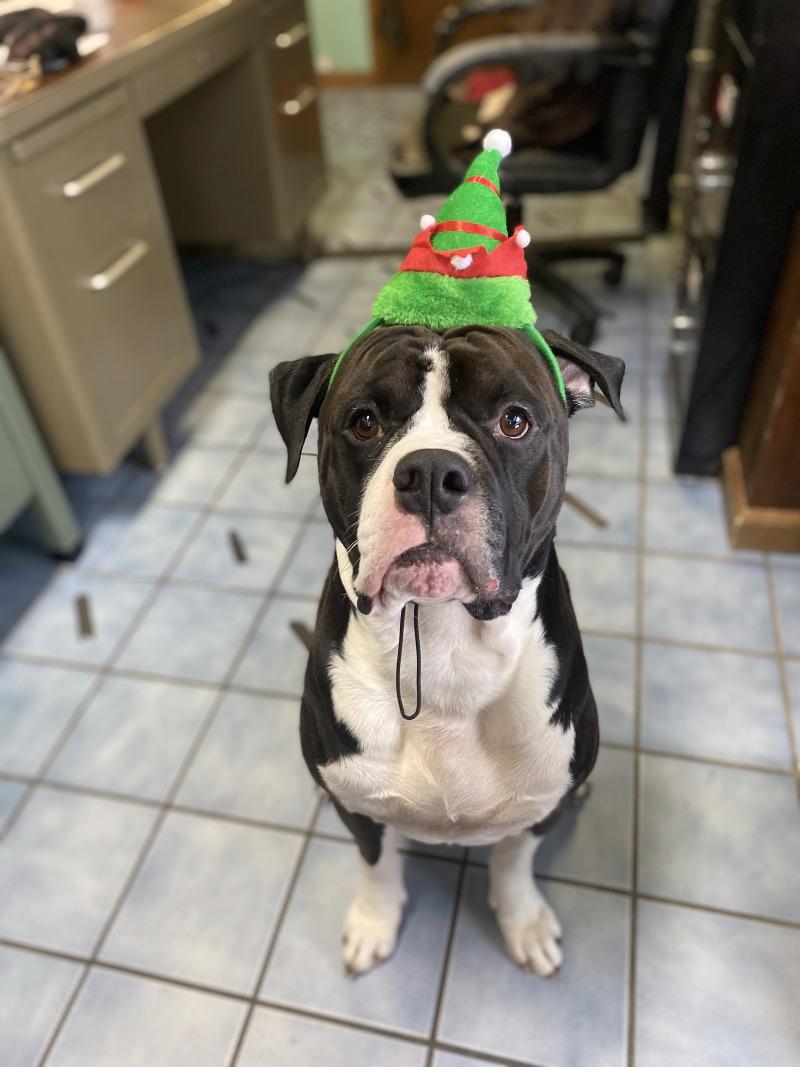 Enlarge Thor, a Adoptable American Bulldog in Cortland, NY image 1/6