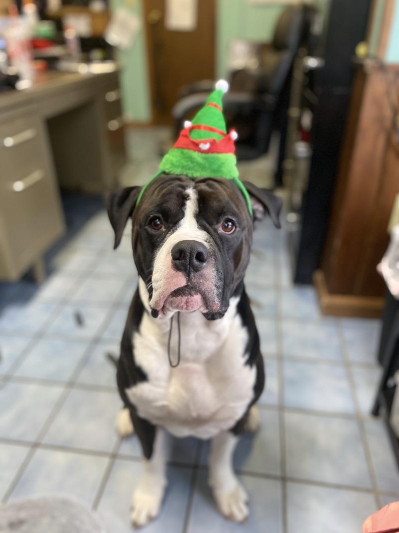 Enlarge Thor, a Adoptable American Bulldog in Cortland, NY image 2/6