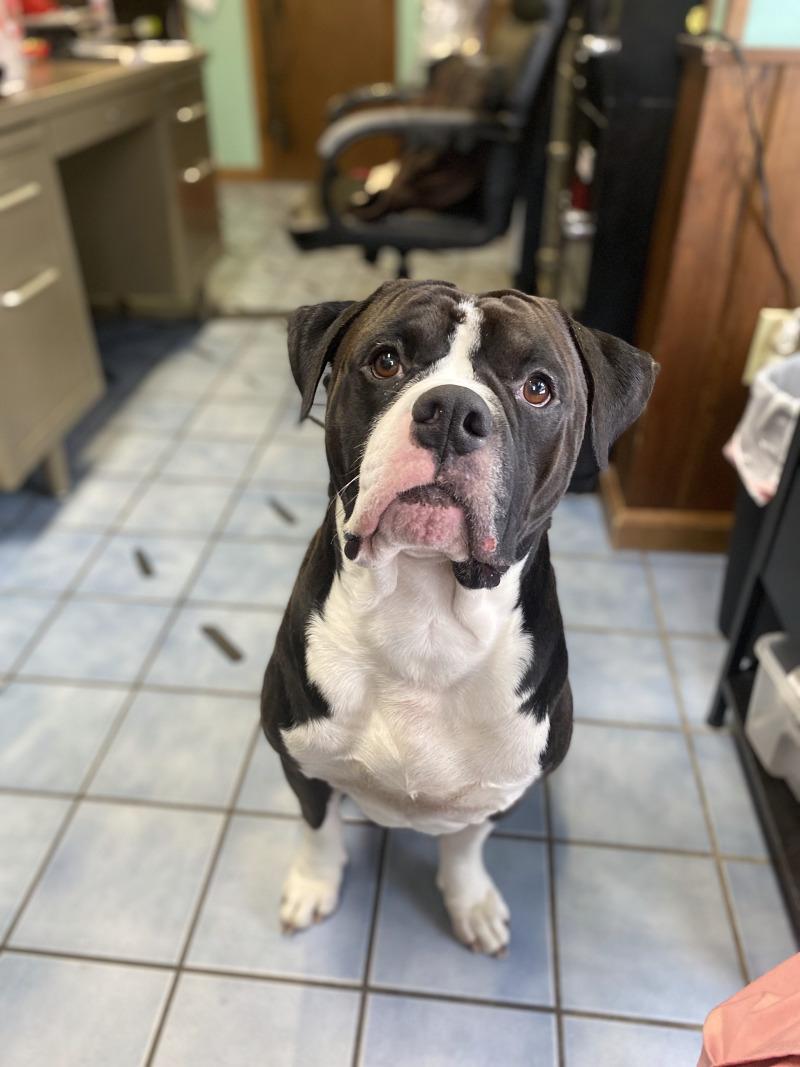 Enlarge Thor, a Adoptable American Bulldog in Cortland, NY image 3/6