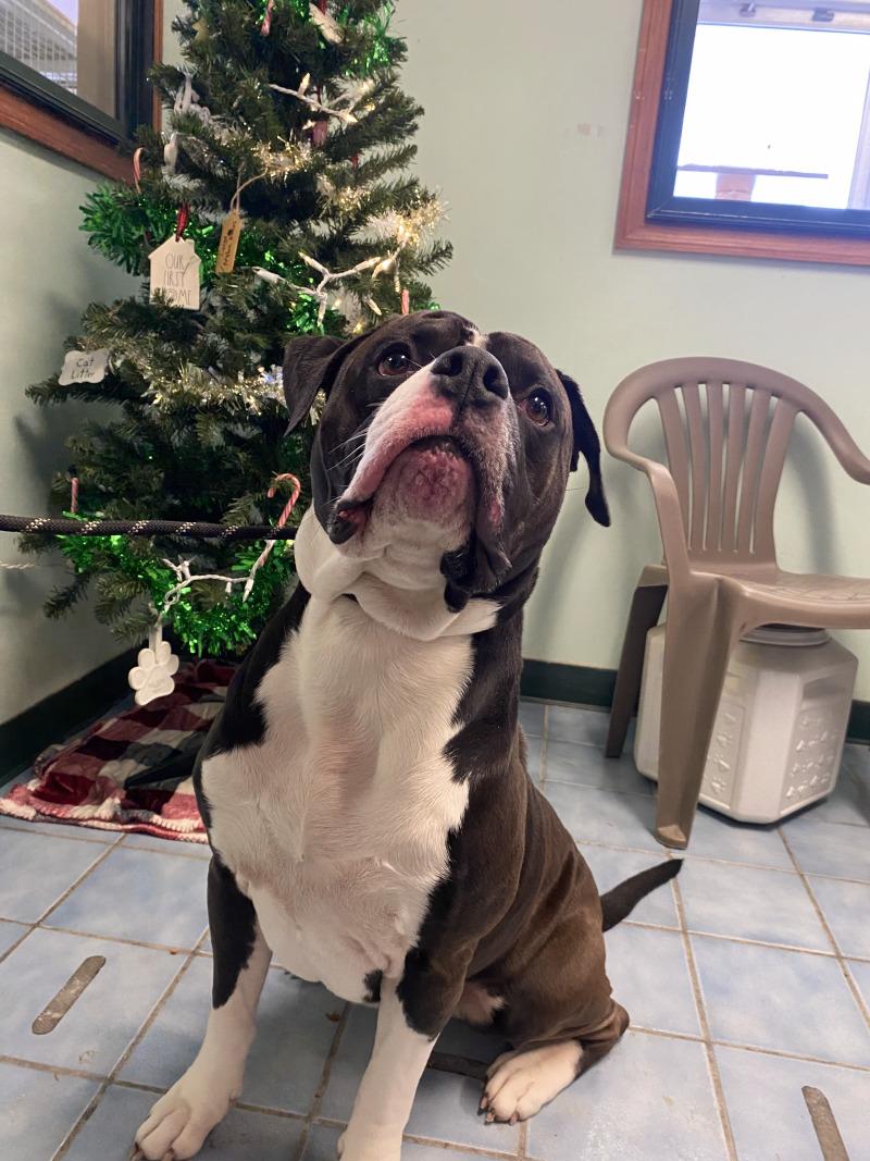 Enlarge Thor, a Adoptable American Bulldog in Cortland, NY image 4/6