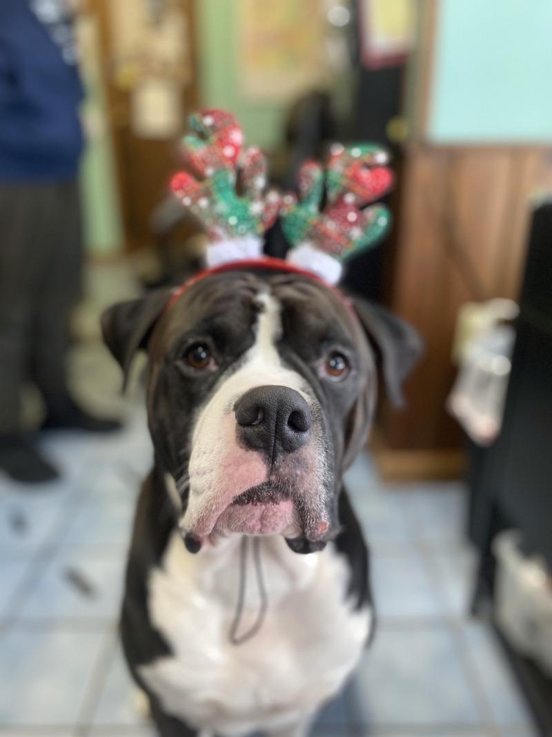 Enlarge Thor, a Adoptable American Bulldog in Cortland, NY image 5/6