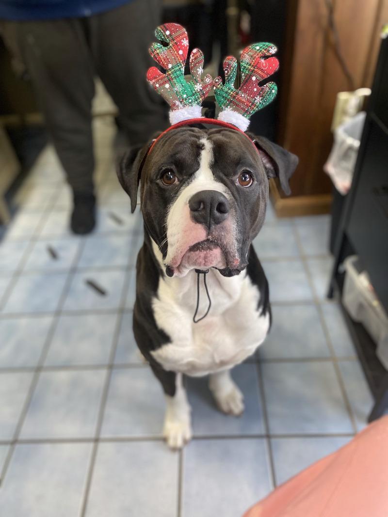 Enlarge Thor, a Adoptable American Bulldog in Cortland, NY image 6/6