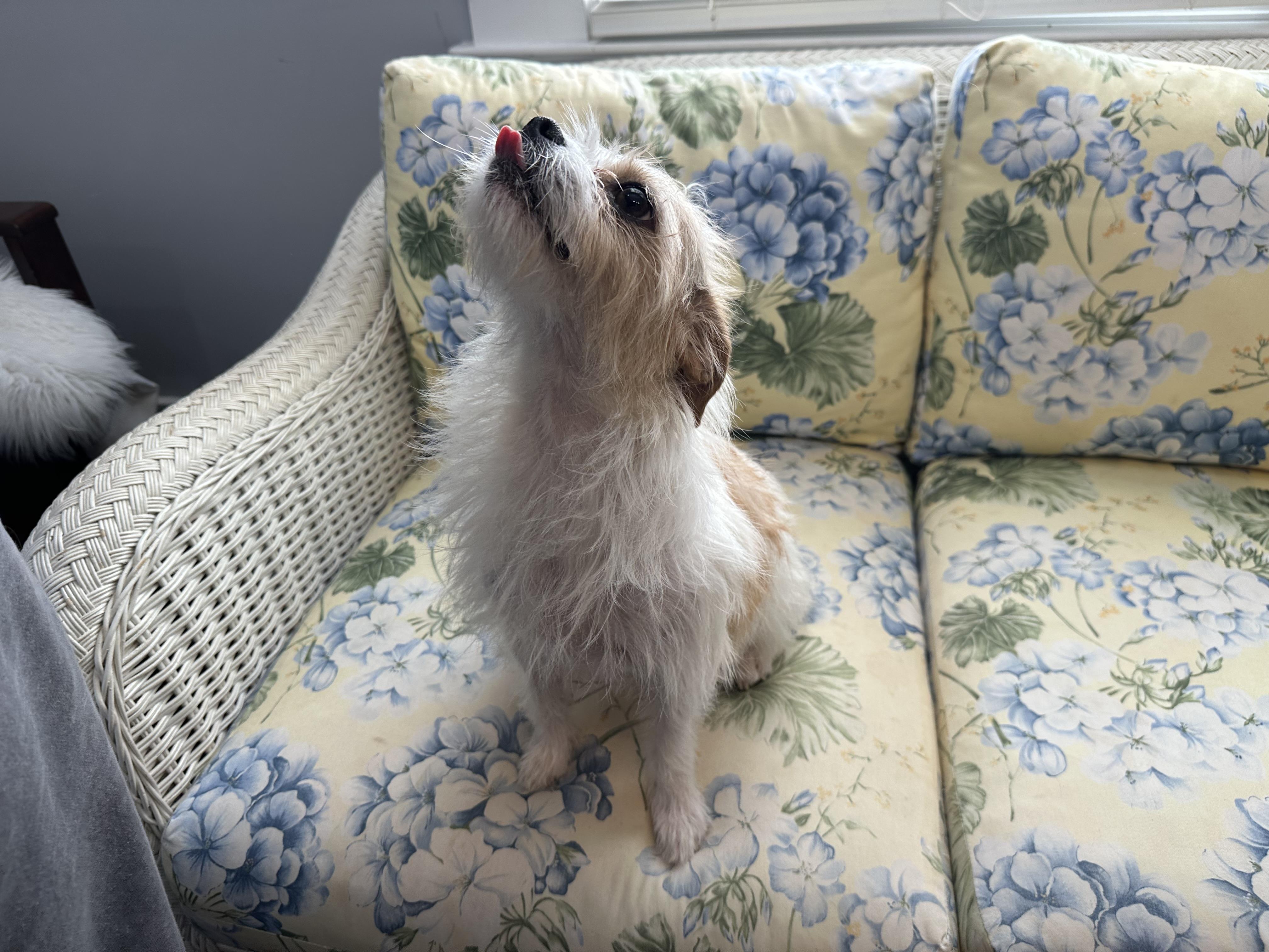 Muppet, an adoptable mixed breed in Lawrenceville, GA image 2/3