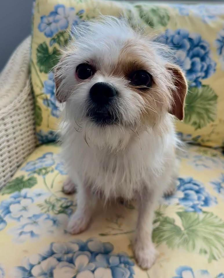 Muppet, adoptable, Young Female Wirehaired Terrier & Shih Tzu.