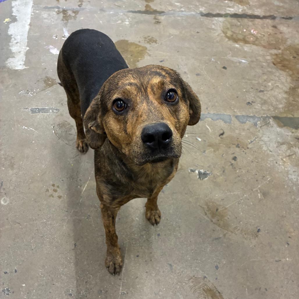 August, Adoptable, Young Male Mixed Breed.