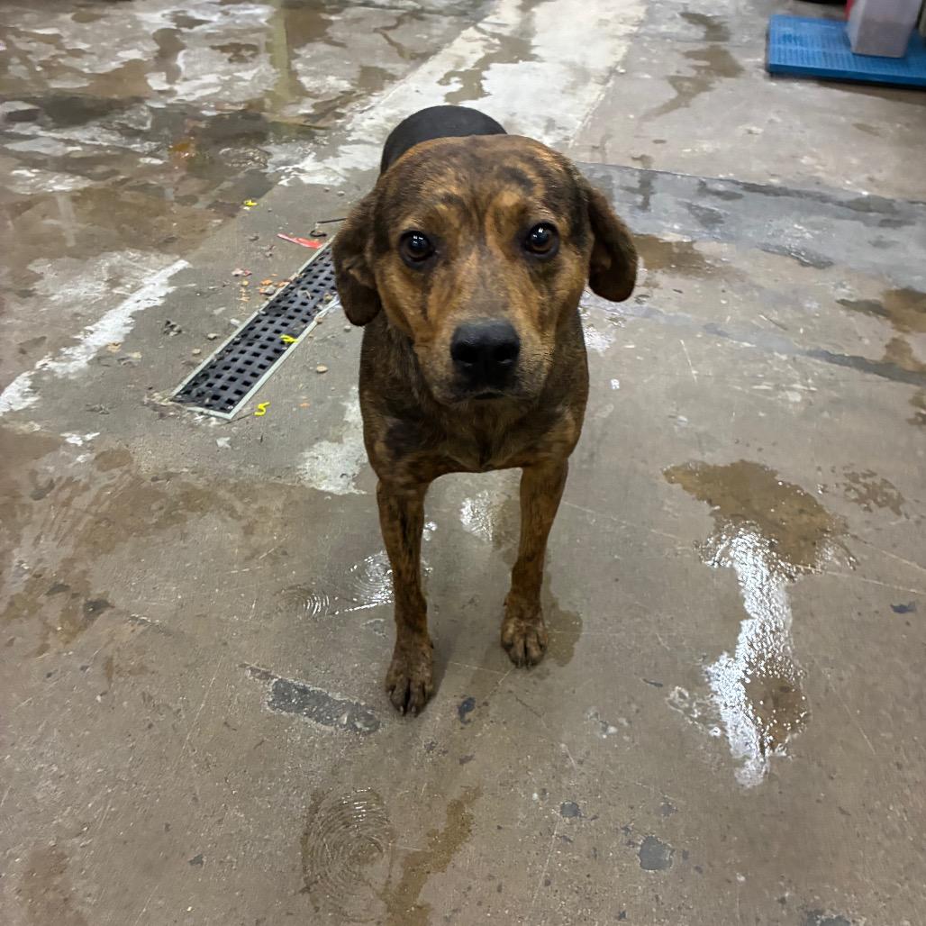 Enlarge August, a Adoptable Mixed Breed in Corbin, KY image 2/2