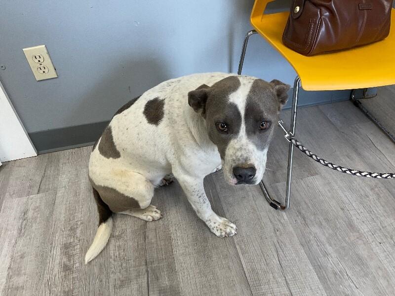 Heaven 3-6-2026, Adoptable, Adult Female Pit Bull Terrier.