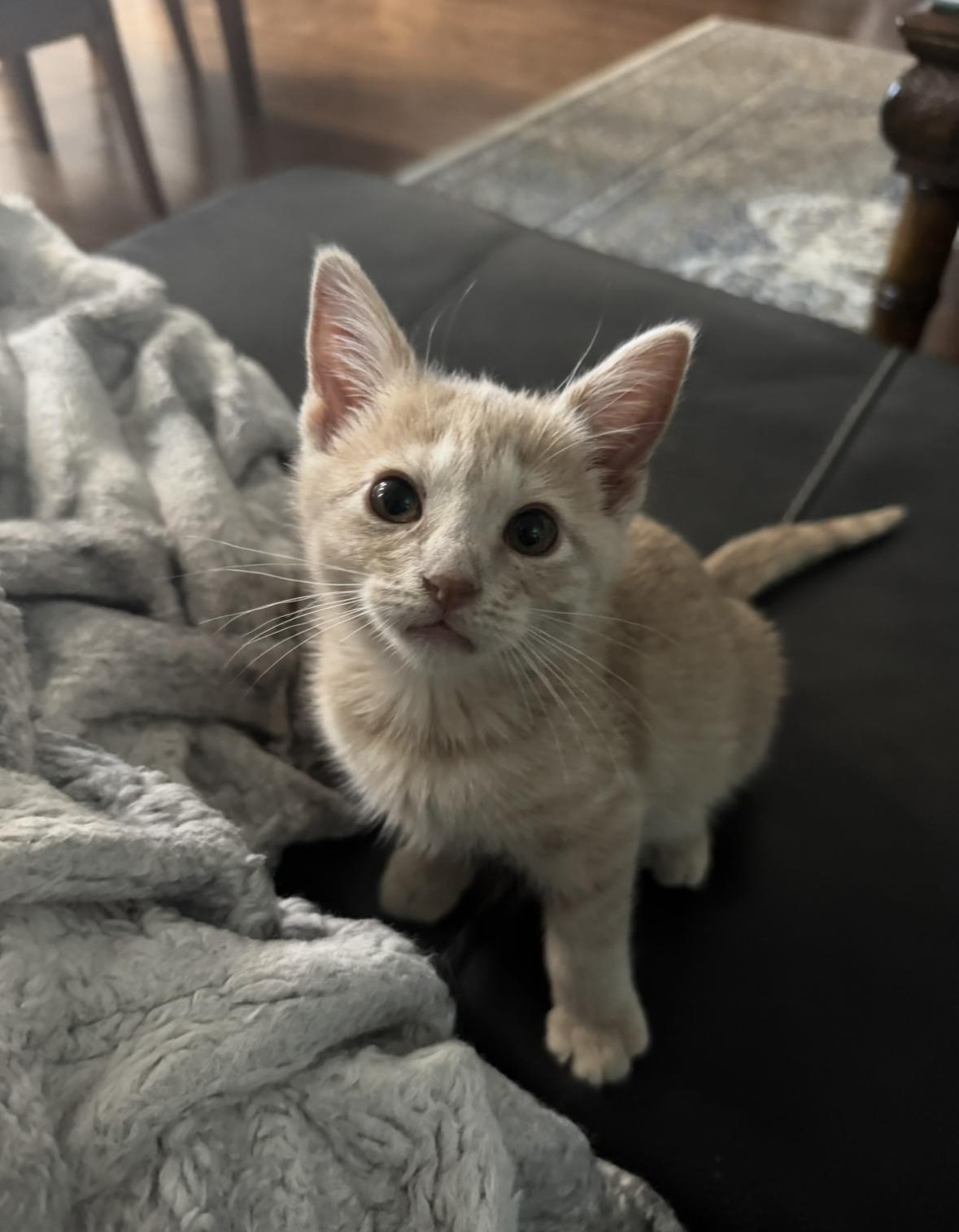Enlarge Shortbread, an adopted Domestic Short Hair in New Orleans, LA image 3/6