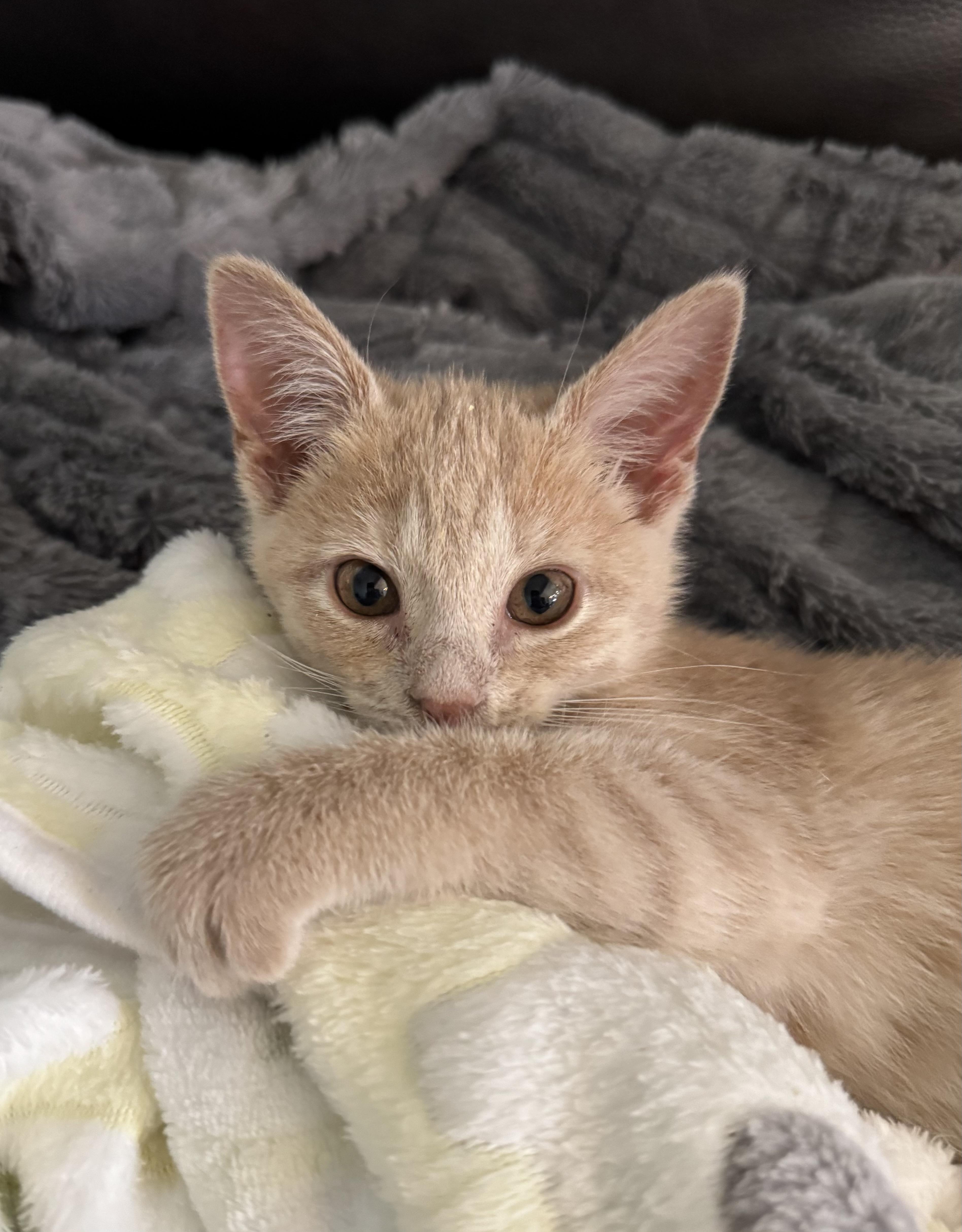 Shortbread, adopted, Kitten Female Domestic Short Hair.
