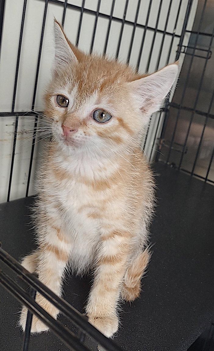 James, Adopted, Kitten Male Domestic Short Hair.