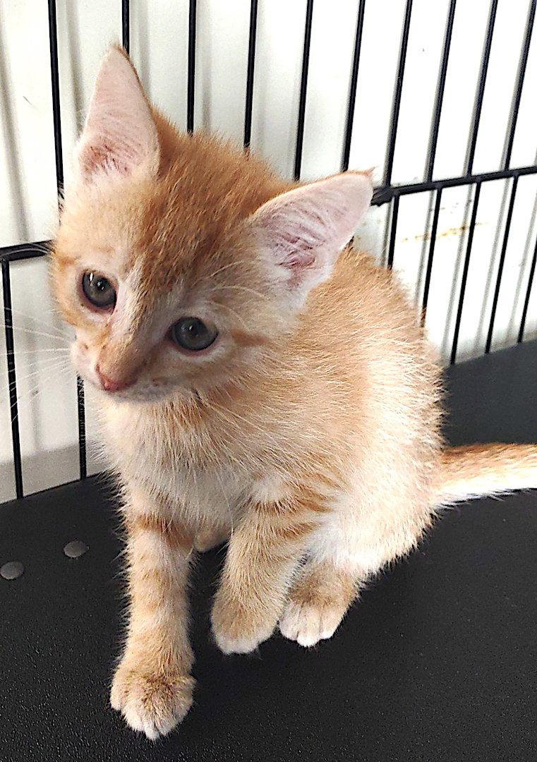 James, a Adopted Domestic Short Hair in Albemarle, NC image 3/3