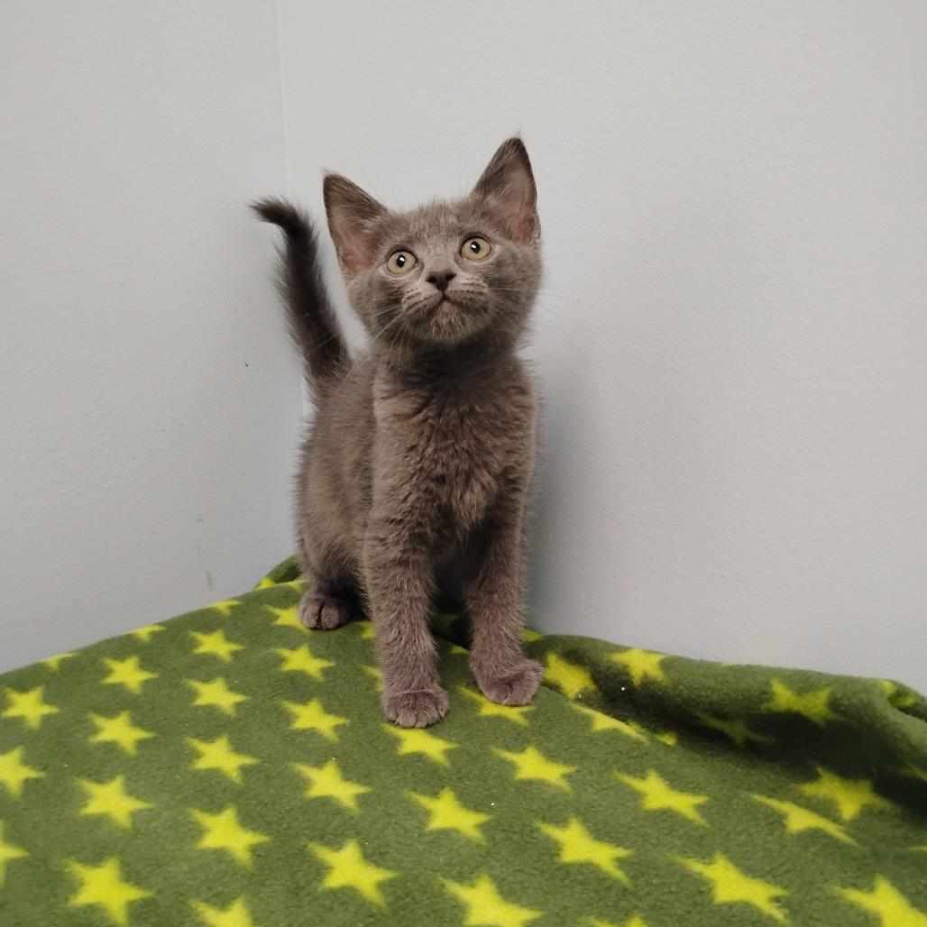 Enlarge Teela, a Adoptable Domestic Short Hair in Winchester, TN image 1/1