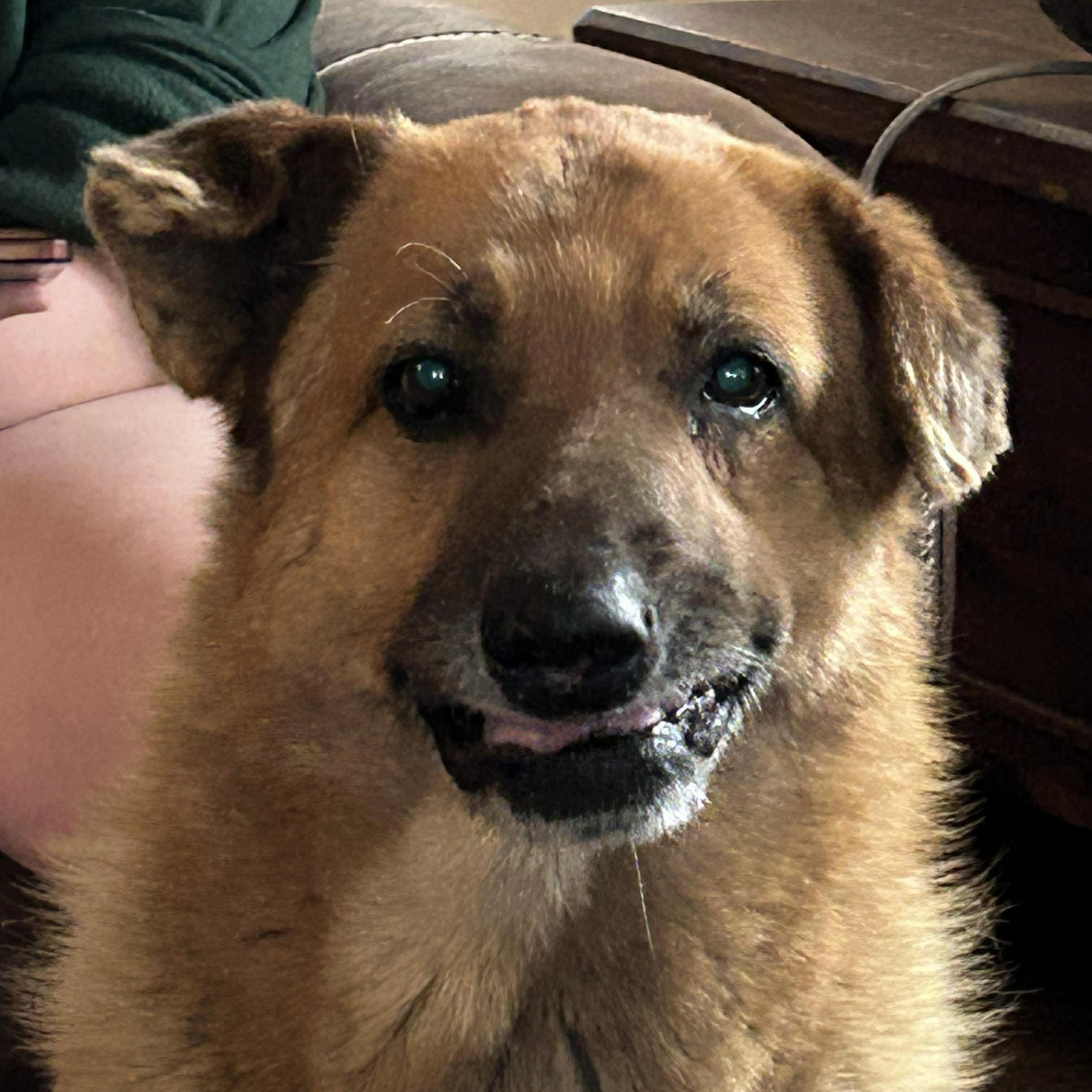 Rudo — thumbnail 3