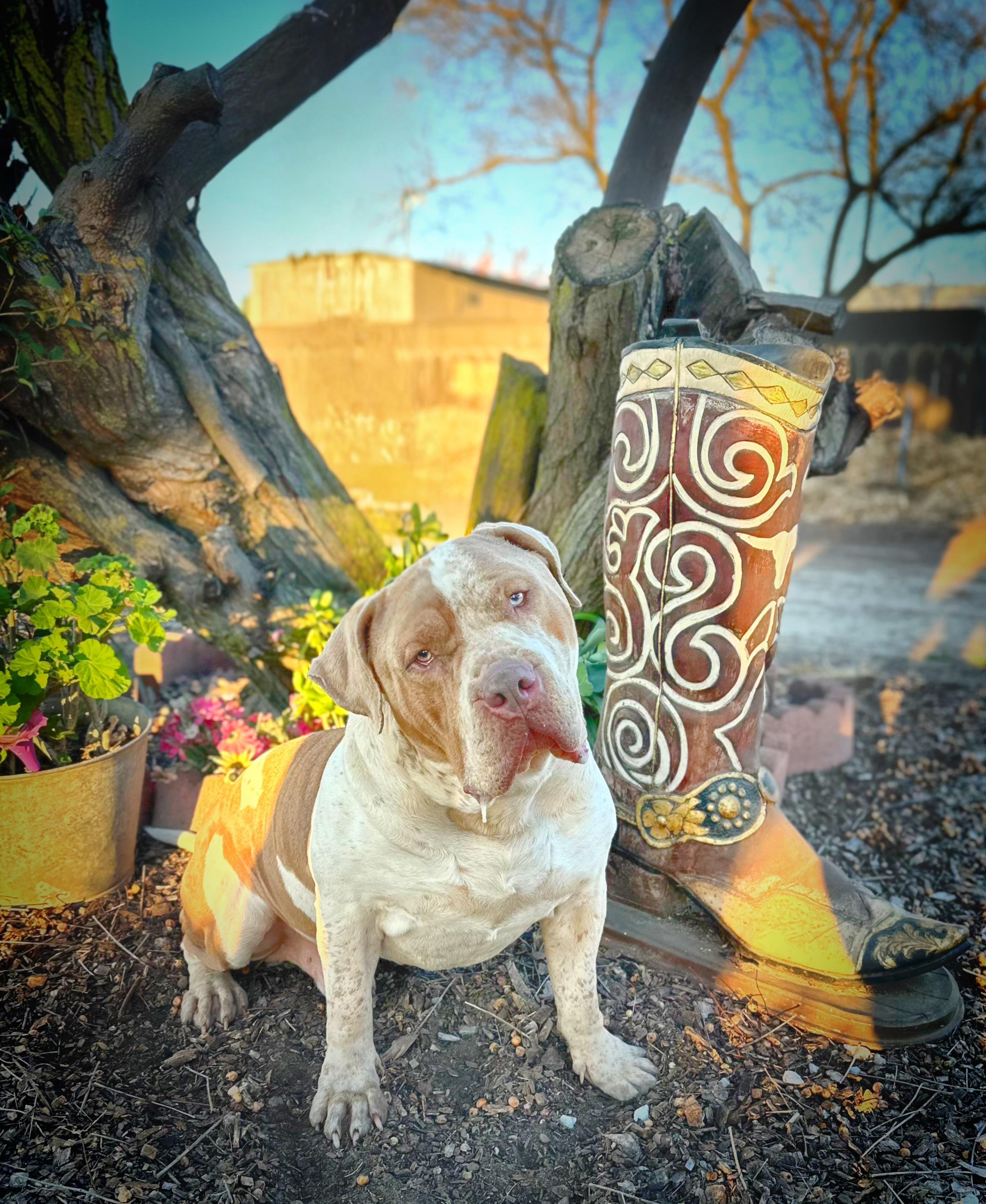 Buzz, a ADOPTABLE mixed breed in Modesto , CA image 3/3