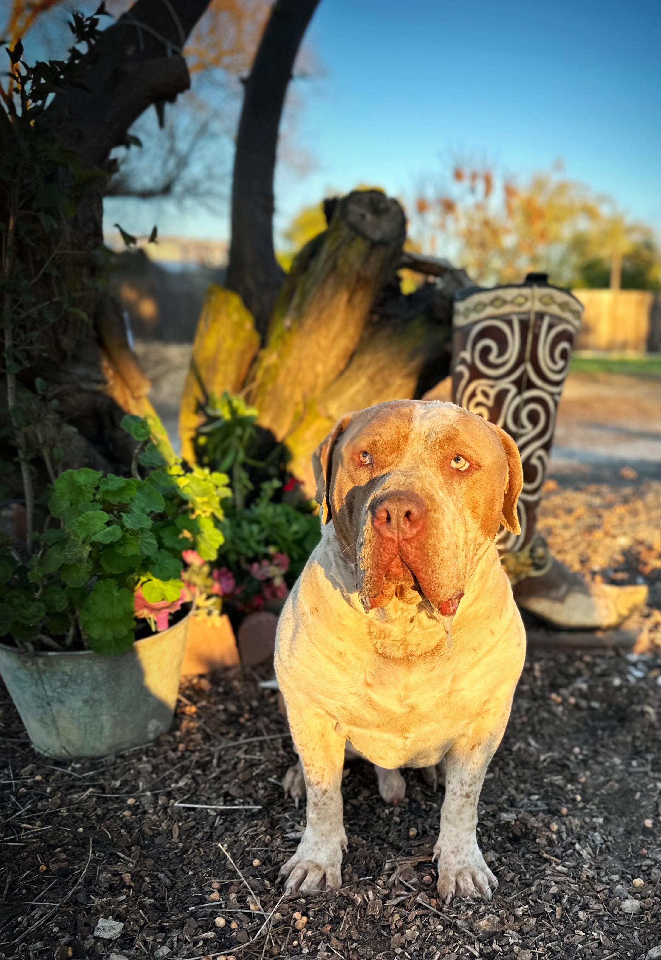 Buzz, a ADOPTABLE mixed breed in Modesto , CA image 2/3