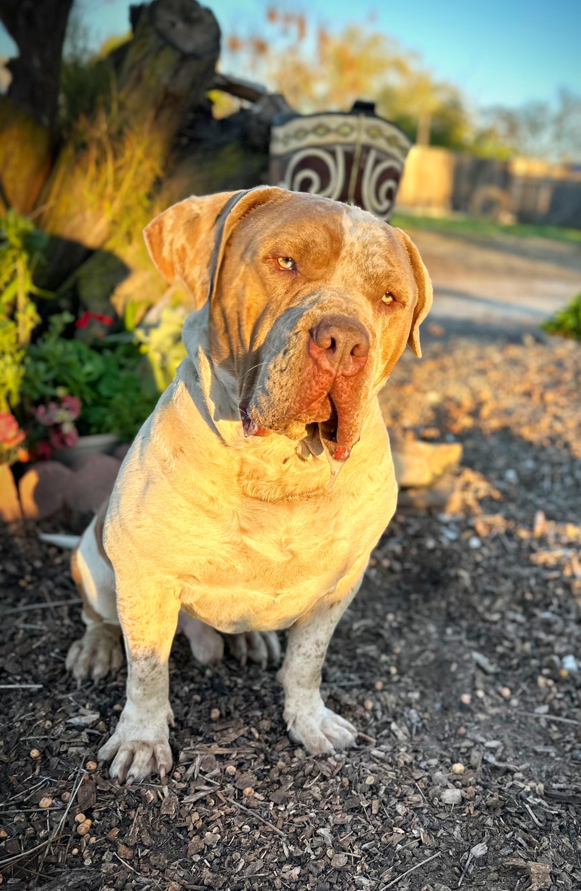 Buzz, a ADOPTABLE mixed breed in Modesto , CA image 1/3
