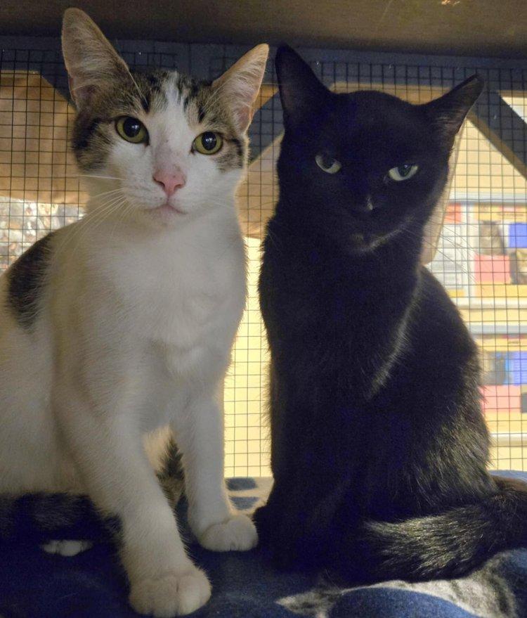 Mox & Janie, Adult Female unknown