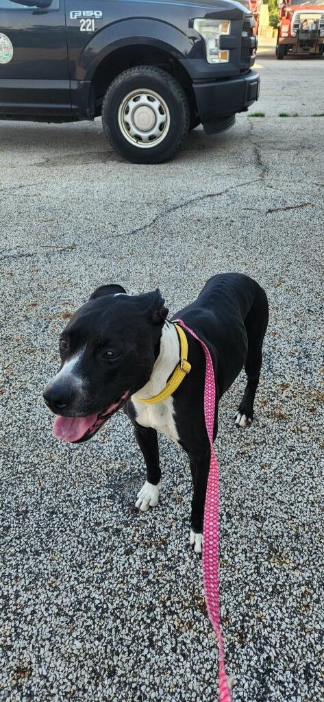 Enlarge Jasmine, a Adopted mixed breed in Parma, OH image 1/1