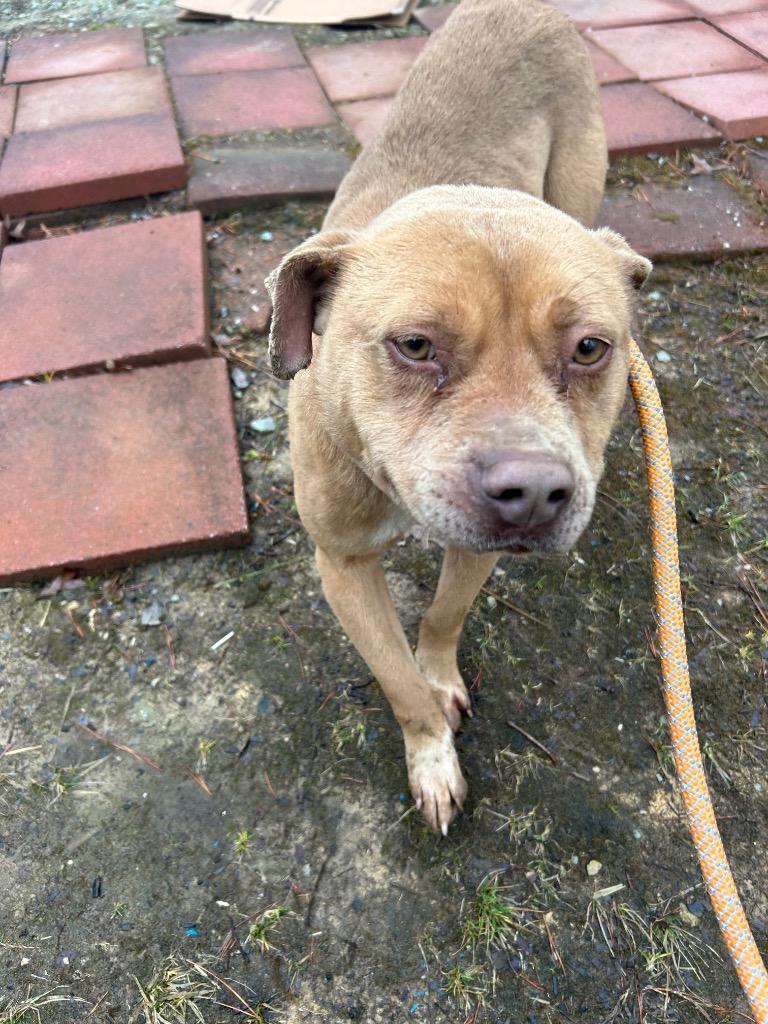 Enlarge Kiwi, a Adoptable mixed breed in Oxford, NC image 2/2